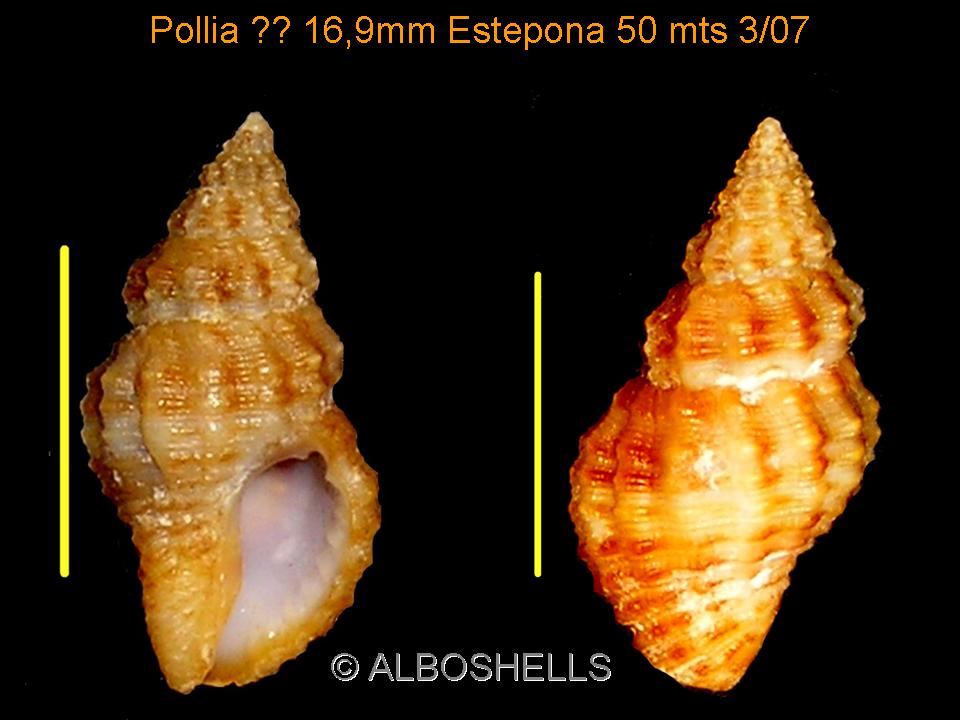 Pollia dorbignyi
